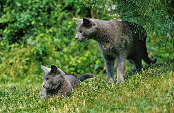 ロシアの青い猫 草の上に立つ大人 — ストック写真