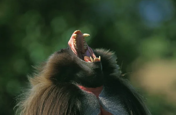 Gelada Baboon Theropithecus Gelada Portrait Male Calling Open Mouth — 스톡 사진