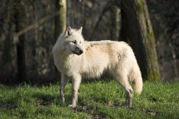 Arctic Wolf, canis lupus tundrarum, Adult standing on Grass