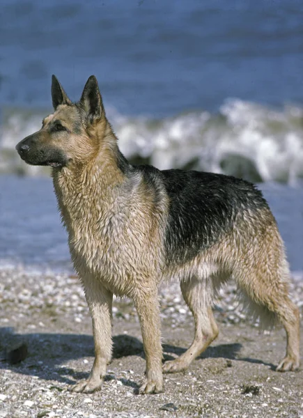 Német Juhász Felnőtt Álló Beach — Stock Fotó