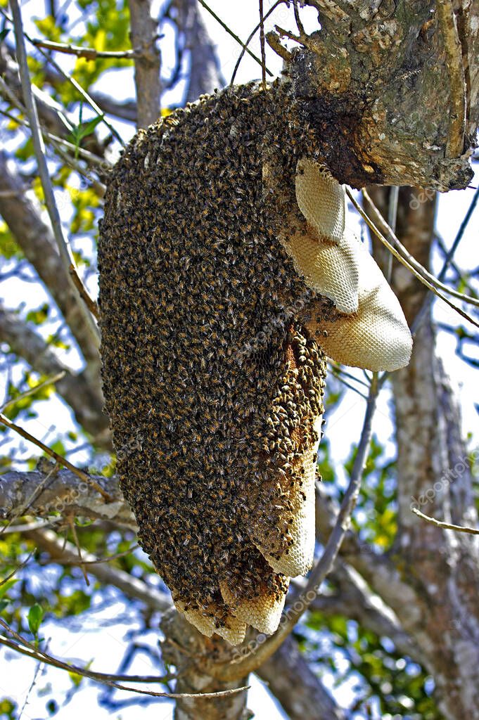 Wild Swarm of Bees, Los Lianos in Venezuela  