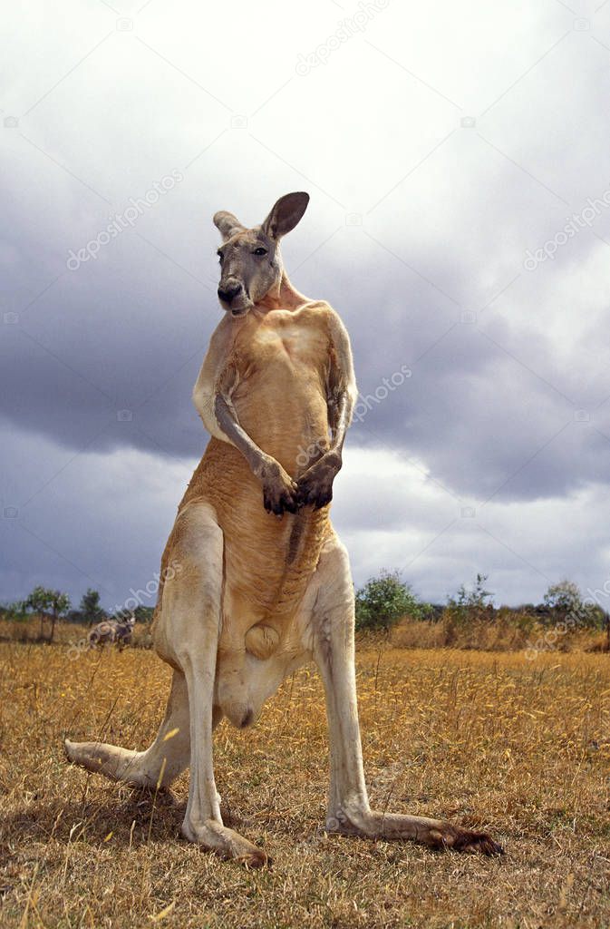 Red Kangaroo, macropus rufus, Male standing on Dry Grss, Australia  
