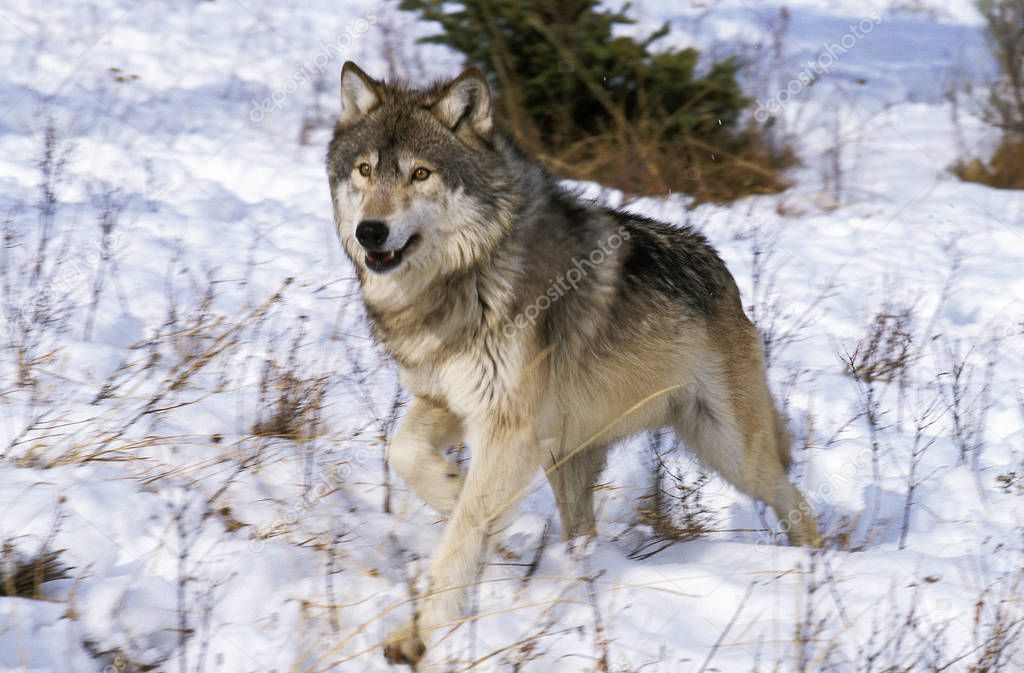 North American Grey Wolf, canis lupus occidentalis, Adult walking on Snow, Canada 