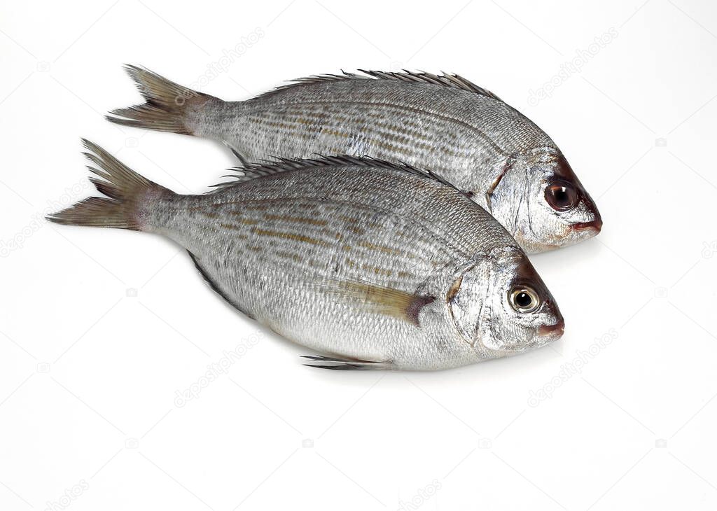 Grey Sea Bream, spondyliosoma cantharus, Fresh Fish against White Background  