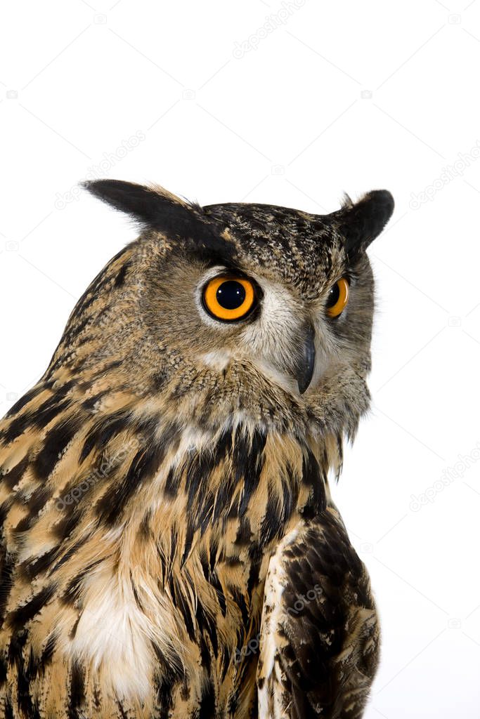 European Eagle Owl, asio otus, Adult  