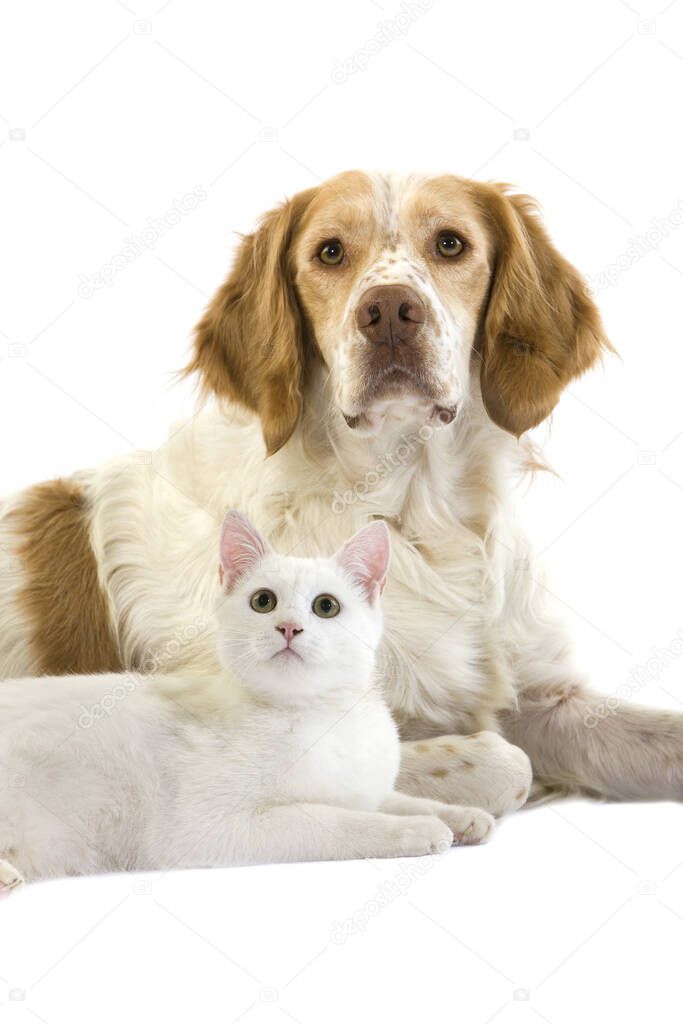 French Spaniel Male (Cinnamon Color) with White Domestic Cat laying against White Background  