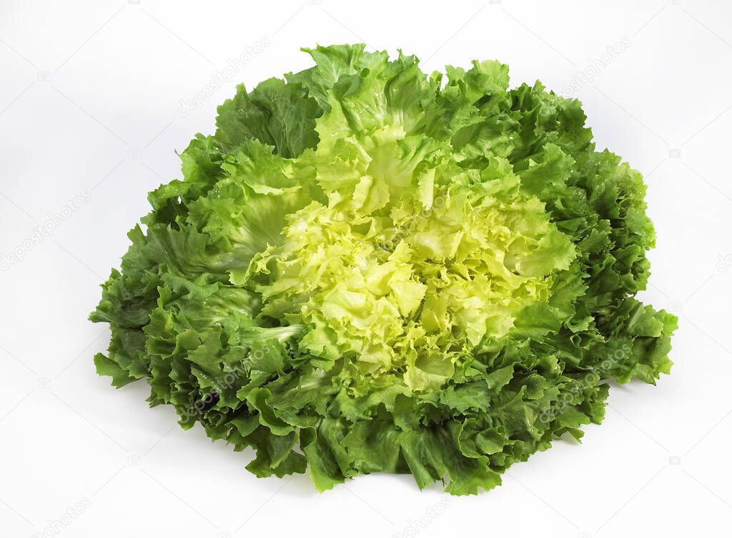 Scarole, cichorium intybus, Salad agains White Background 