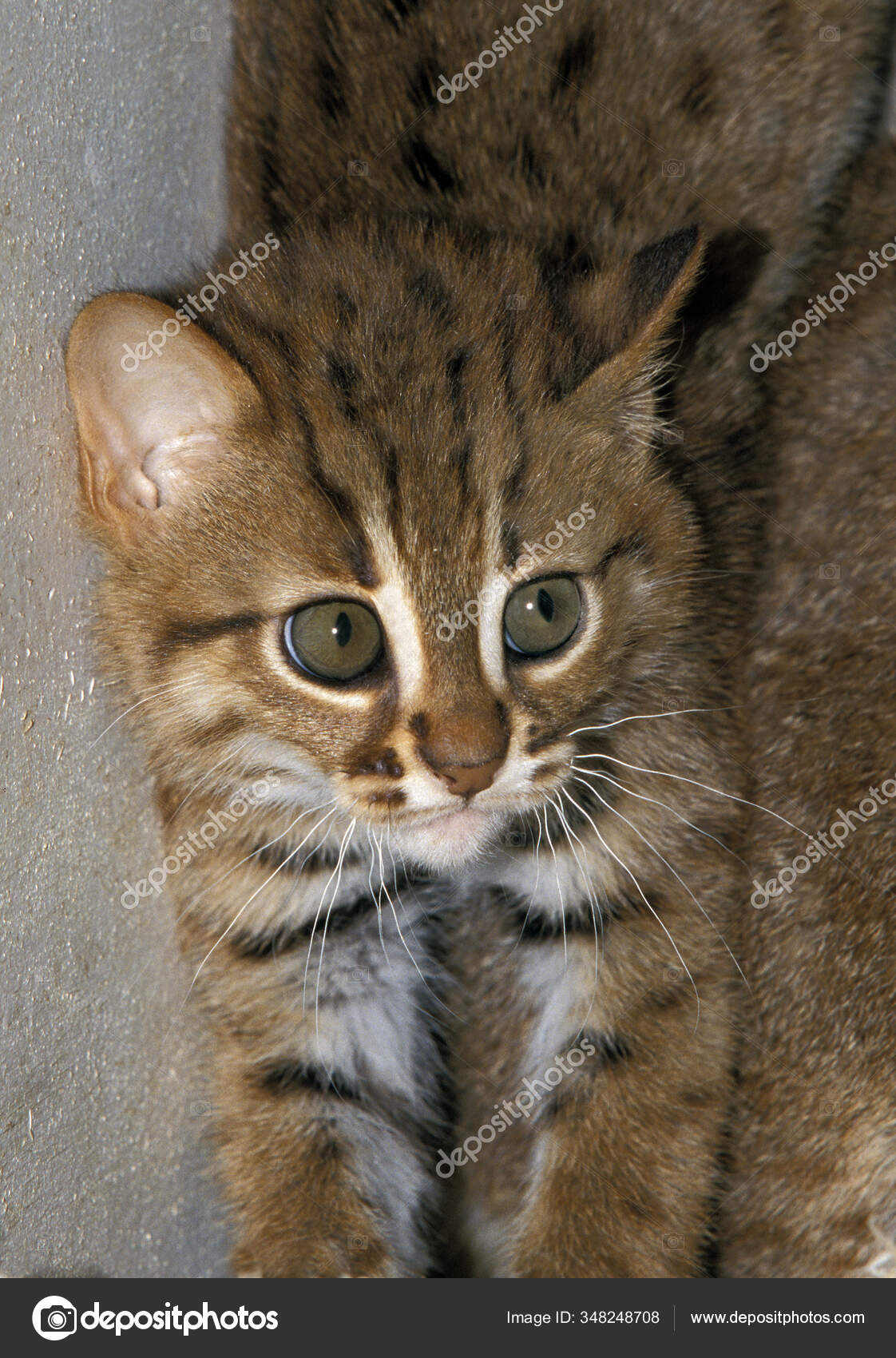 Rusty Spotted Cat Prionailurus Rubiginosus — Stock Photo