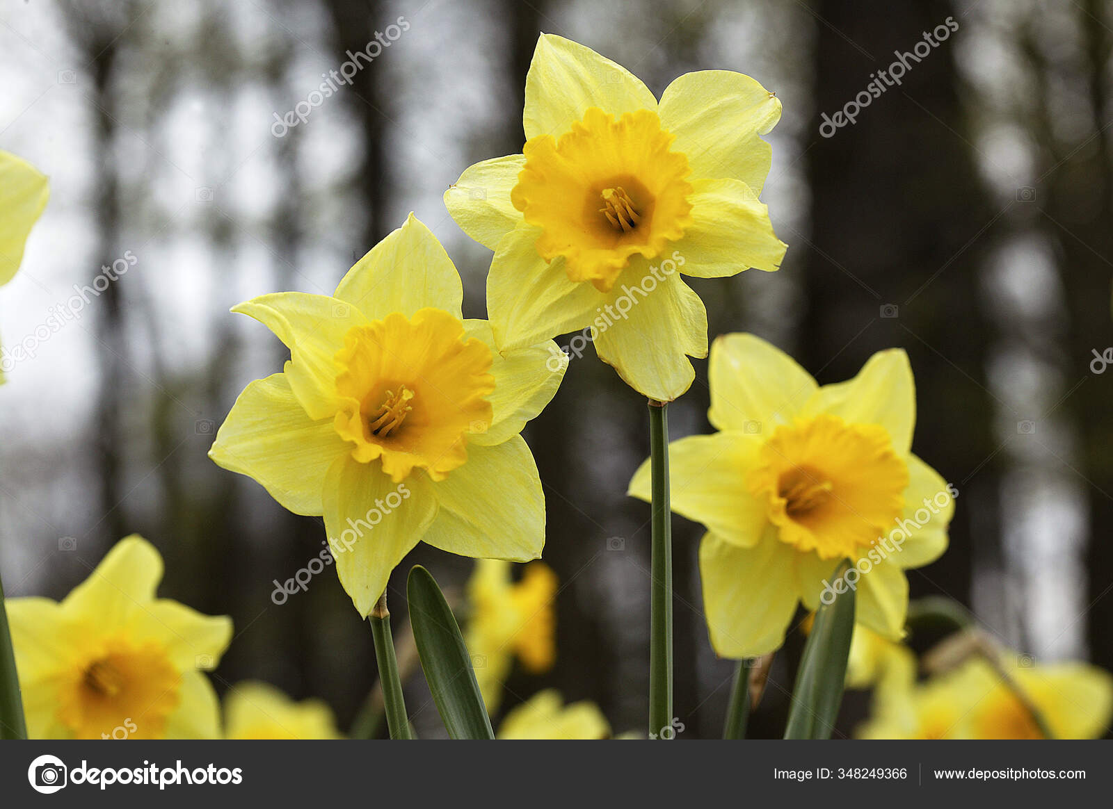 Daffodil Flowers Narcissus Pseudonarcissus Stock Photo Image By C Slowmotiongli 348249366