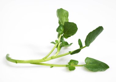 Watercress, nasturtium officinale, Salata beyaz arka plana karşı   
