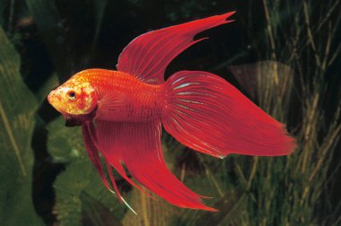 Fighting Fish, betta splendens, Aquarium fish  