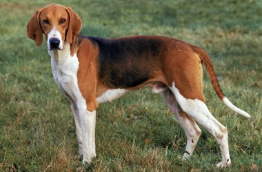 Poitevin Köpeği, Erkek Çimlerde Duruyor  