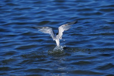 Common Tern, sterna hirundo, Adult in Flight, Bird in Winter Plumage, Fishing, Namibia  