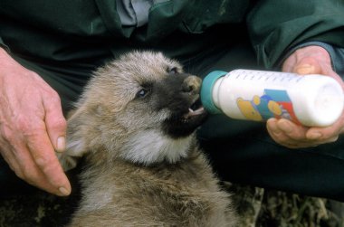 Maned Wolf, chrysocyon brachyurus,  Pup with Feeding Bottle  