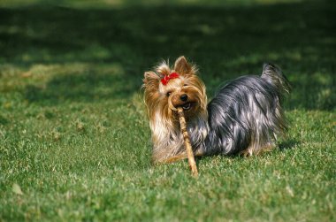 Yorkshire Terrier, Adult playing with Stick of Wood  