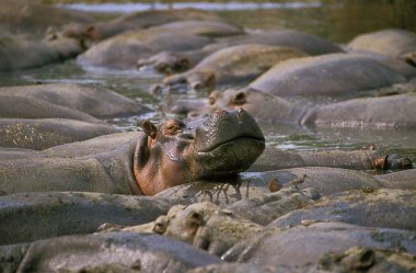 Hippopotamus, hippopotamus amphibius, Large Group at Virunga Park in Congo   clipart