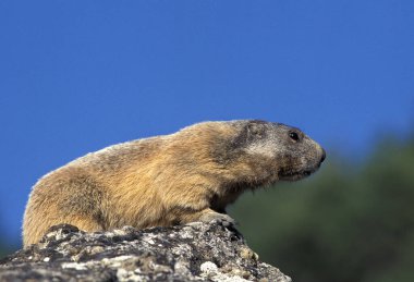 Alpine Marmot, marmota marmota, Fransa 'nın güneydoğusunda Alp Dağları' nda dikilen yetişkin.  