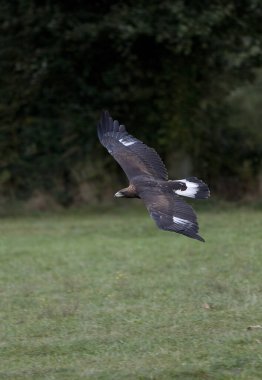 Golden Eagle, aquila chrysaetos, Yetişkin Uçuşu  