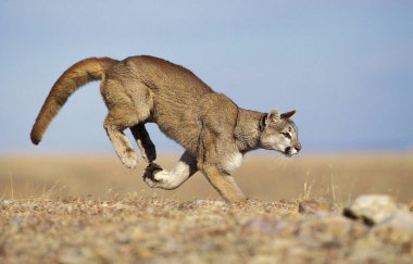 Cougar, puma concolor, Yetişkin Run, Montana  