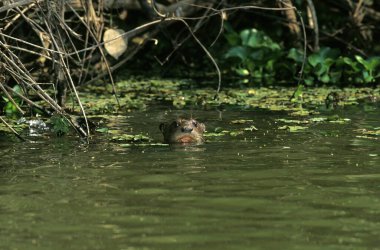 Giant Otter, pteronura brasiliensis, Adult standing in River, Pantanal in Brazil  