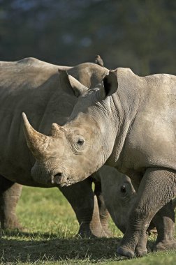 Kenya 'daki Beyaz Gergedan, Ceratotherium Simum, Yetişkinler, Nakuru Parkı  