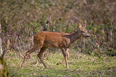 ROE DEER capreolus capreolus IN NORMANDY  