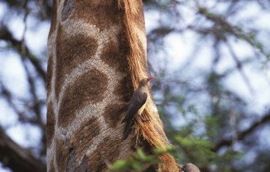 Red-billed Oxpecker, buphagus erythrorhynchus, on the Neck of Rothschild's Giraffe, giraffa camelopardalis rothschildi, Kruger Park in South Africa  