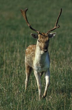 Fallow Deer, dama dama, Male  