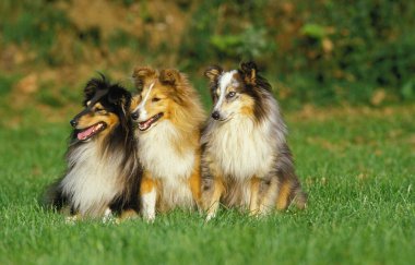Shetland Sheepdog, Group of Adults sitting on Grass   