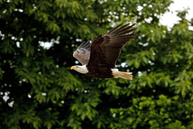 Kel Kartal, haliaeetus leucocephalus, Uçan Yetişkin 
