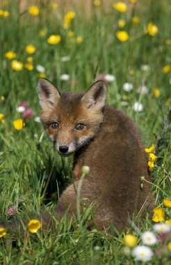 Kızıl Tilki, Vulpes vulpes, Cub Flowers, Normandiya 'da oturuyor.  