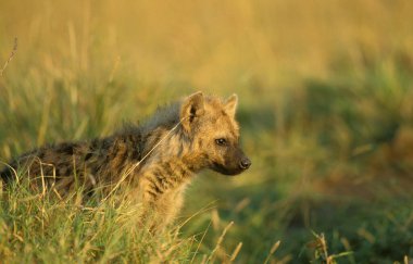 Spotted Hyena, crocuta crocuta, Adult standing in Long Grass, Masai Mara Park in Kenya  