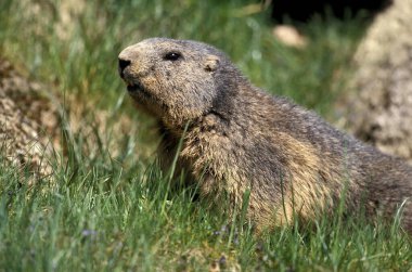 Alpine Marmot, marmota marmota, Adult standing on Grass, Alps in South East of France  