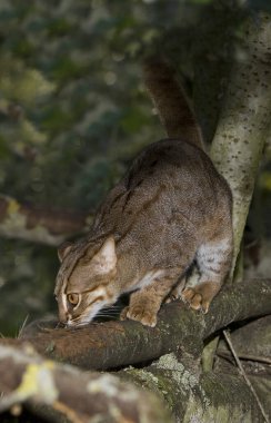 RUSTY-SPOTTED CAT prionailurus rubiginosus  