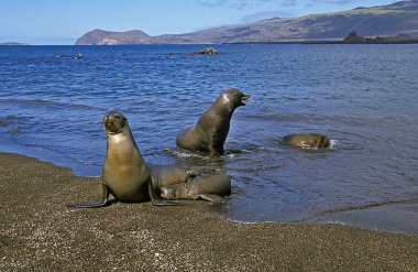 Galapagos Kürk Mührü, Arctocephalus Galapagoensis, Sahilde Duran Grup, Okyanustan Çıkıyor. 