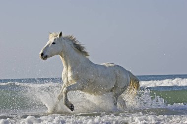 Camargue Horse, Adult Galloping on the Beach, Saintes Marie de la Mer in Camargue, in the South of France   clipart
