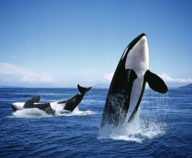 Katil Balina, Orcinus Orca, Yetişkinler Breatching  
