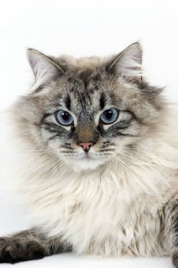 Seal Tabby Point Neva Masquerade Siberian Domestic Cat, Portrait of  against White Background  