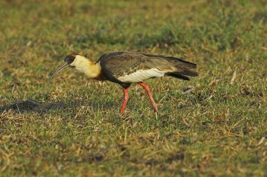 Buff-Necked Ibis, theristicus caudatus, Adult looking for Food, Los Lianos in Venezuela  