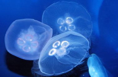 Common Jellyfish or Moon Jellyfish,  aurelia aurita, Australia  