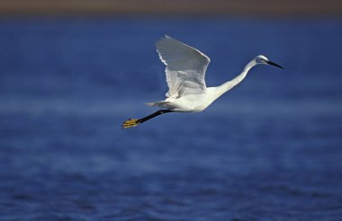 Egret, Egretta Garzetta, Yetişkin Uçuyor, Namibya  