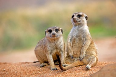 Meerkat, suricata suricatta, Adults sitting, Sunning outside Burrow, Namibia   clipart
