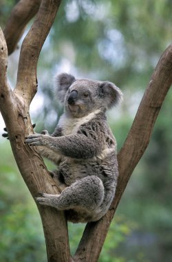 Koala, phascolarctos cinereus, Adult Sitting on Branch, Avustralya 