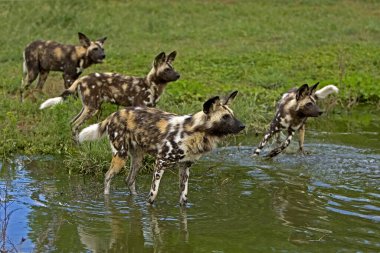 Afrika Vahşi Köpek Lycaon Pictus Namibya 'da  