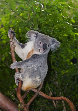 Koala, phascolarctos cinereus, Female  sitting on Branch   clipart