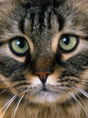 Skogkatt Domestic Cat, Adult, Close up of Head  