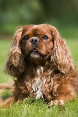 Şövalye Kral Charles Spaniel  