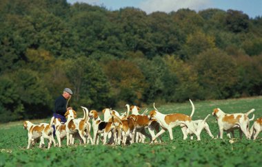 Great Anglo-French White and Orange Hound, Man with Pack  