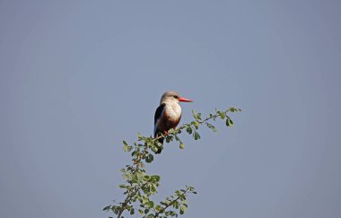 Gri Saçlı Kingfisher, Halcyon lökocephala, Yetişkin Branch, Naivasha Gölü Kenya 'da duruyor.  