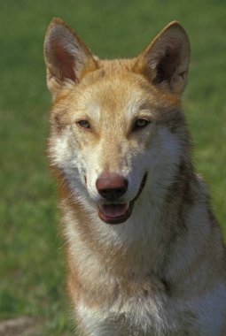 Saarloos Wolfhound, Hollanda 'dan bir köpek yetiştiricisi.   